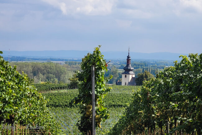 Rheinhessen (40 von 2)